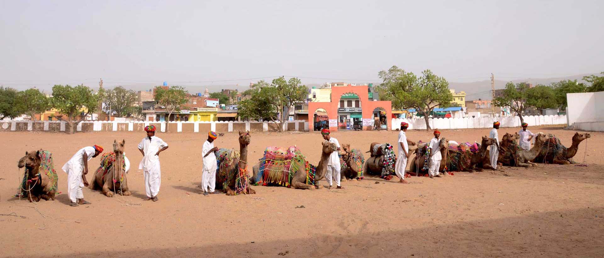 Camel Safari, Pushkar Fair Accomodation, Camp Pushkar camp pushkar,desert camp,tent pushkar,fair accomodation, adventure pushkar safari, camel safari