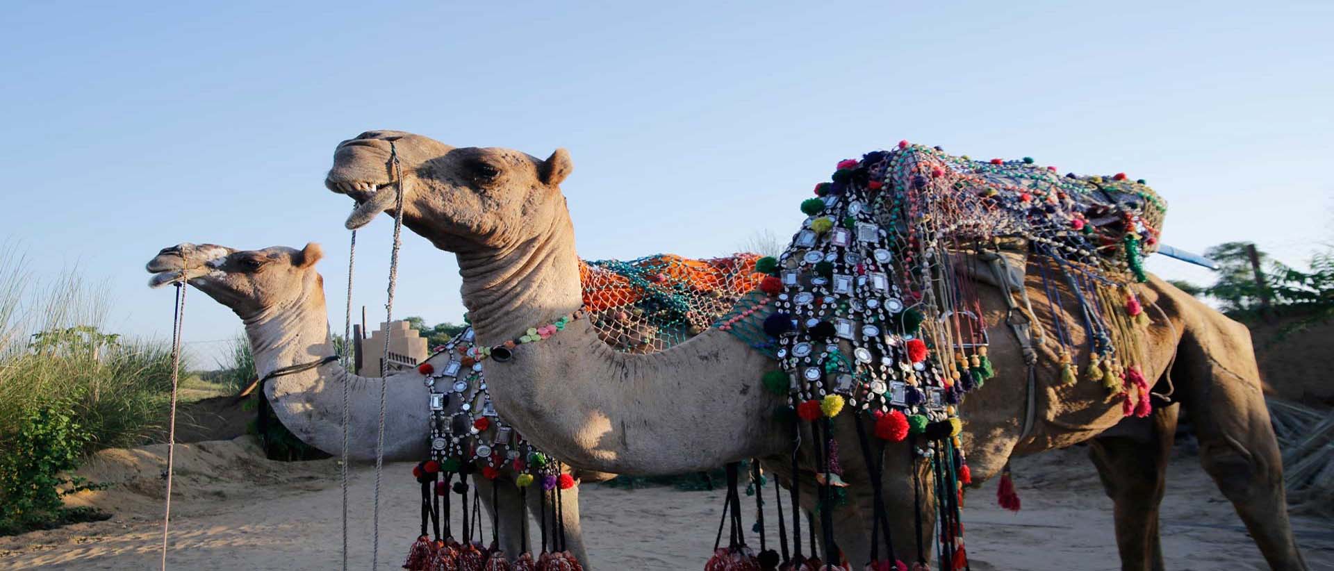 Camel Safari, Pushkar Fair Accomodation, Camp Pushkar camp pushkar,desert camp,tent pushkar,fair accomodation, adventure pushkar safari, camel safari
